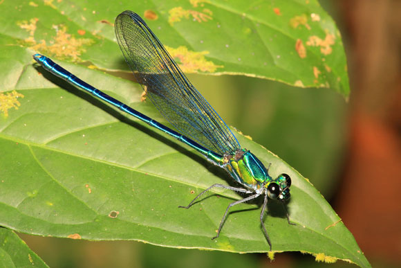 damselfly-580.jpg